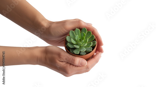 Hands holding a small potted succulent plant, isolated on a transparent background