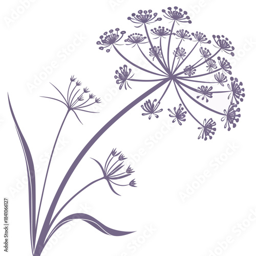 babys breath on white background 