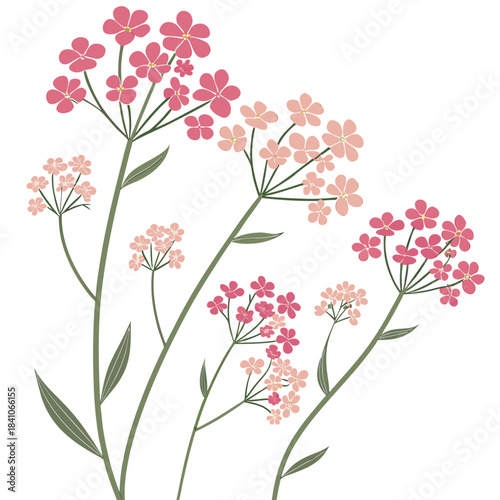 babys breath on white background 