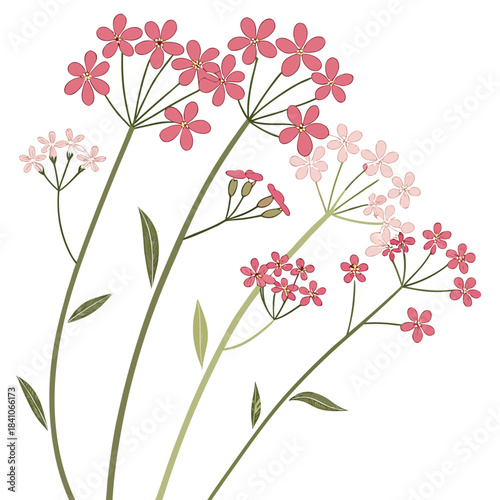 babys breath on white background 