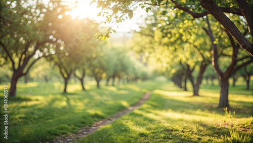 Defocused or blur with bokeh background of garden trees in sunny day