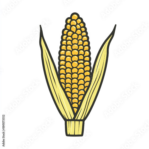 Hand drawn sweet corn with green husk isolated on white.