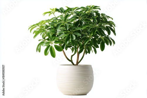  dwarf umbrella tree, scientifically known as Schefflera arboricola.  isolated on white