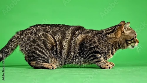 Adorable domestic gray kitten sleeping on the green grass