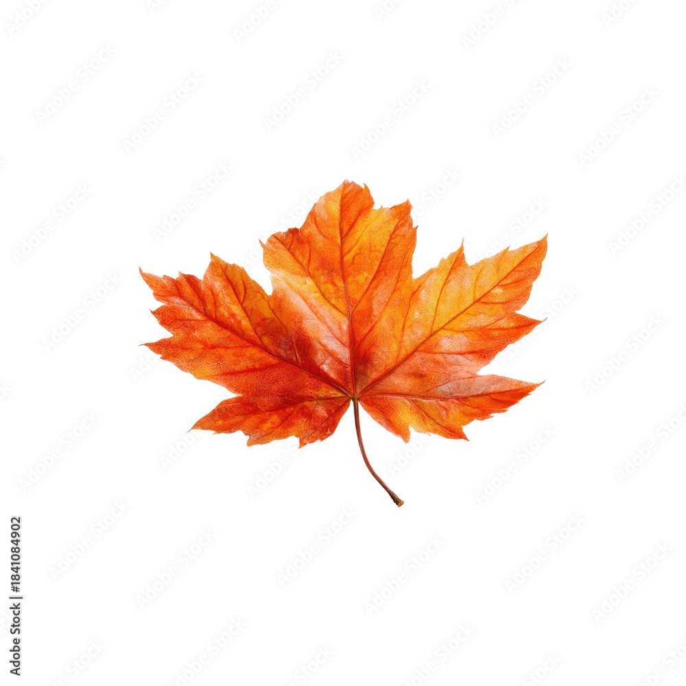 Fototapeta premium Vibrant orange autumn maple leaf with detailed veins and natural texture showing seasonal fall foliage beauty isolated on white background