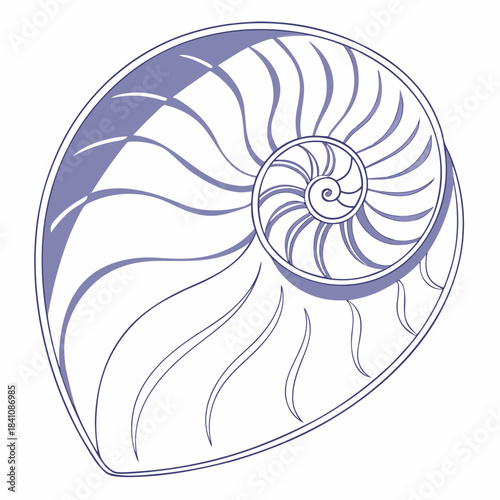 Nautilus Shell:  An elegant nautilus shell with a delicate, spiraling pattern, showcases the mathematical beauty of nature, inviting viewers to explore the intricate geometry. 