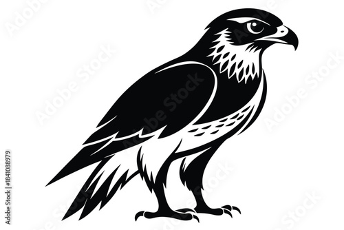 hawk silhouette line art vector illustration with a white background