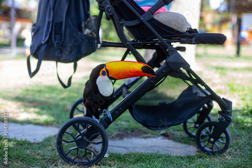 Urban Jungle Surprise: A Toucan Takes Shelter Under a Baby Stroller