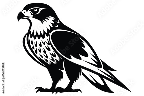 hawk silhouette line art vector illustration with a white background