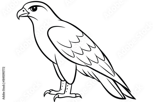 hawk silhouette line art vector illustration with a white background
