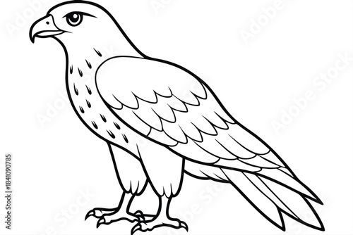 hawk silhouette line art vector illustration with a white background