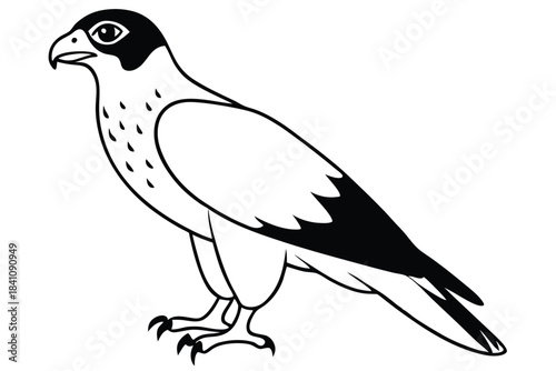 hawk silhouette line art vector illustration with a white background