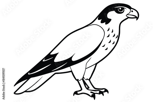 hawk silhouette line art vector illustration with a white background