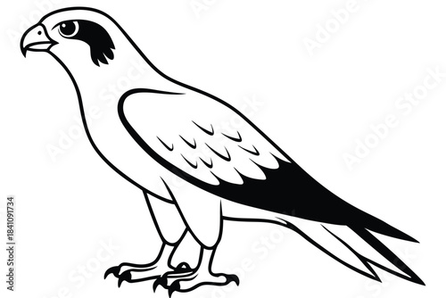 hawk silhouette line art vector illustration with a white background