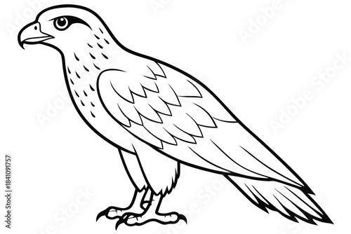 hawk silhouette line art vector illustration with a white background