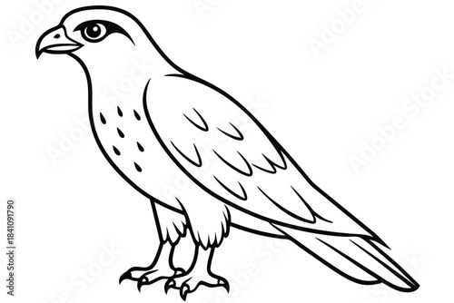hawk silhouette line art vector illustration with a white background
