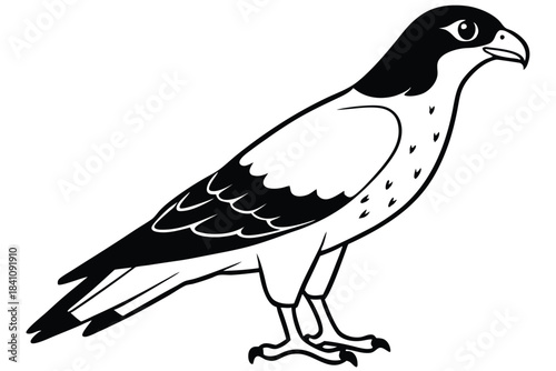 hawk silhouette line art vector illustration with a white background