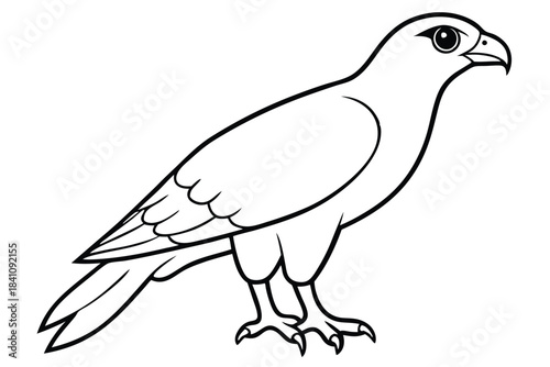 hawk silhouette line art vector illustration with a white background