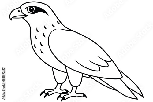 hawk silhouette line art vector illustration with a white background