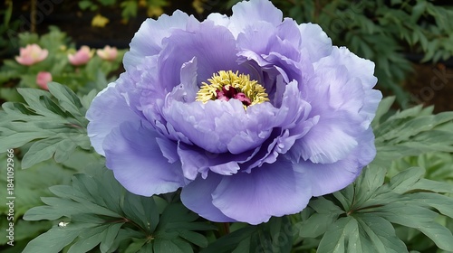 A beautiful lavender peony blooms vibrantly with yellow stamen amidst lush green foliage outdoors