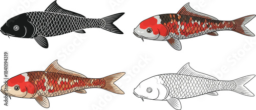 Collection of four distinct koi fish illustrations showing full color detailed and simple black outline versions for design use