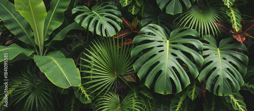 Vibrant Monstera Deliciosa Leaves in Green