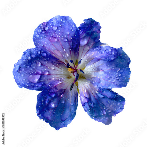 Stunning Blue Flower with Water Droplets on Isolated White Background