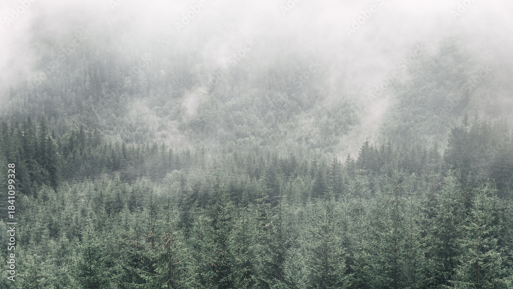 Fototapeta premium Pine trees forest with white fog