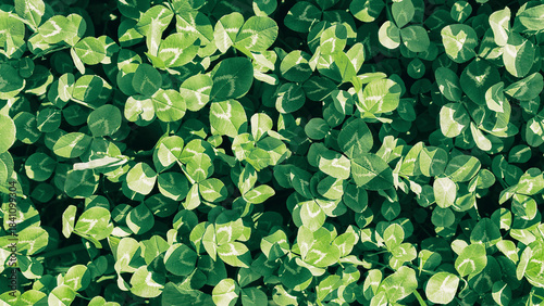 Spring green grass with clovers