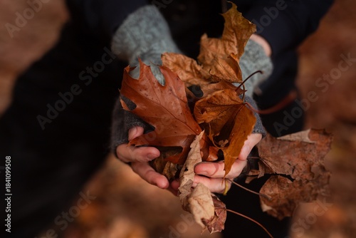 erson gathers vibrant autumn leaves in a forest