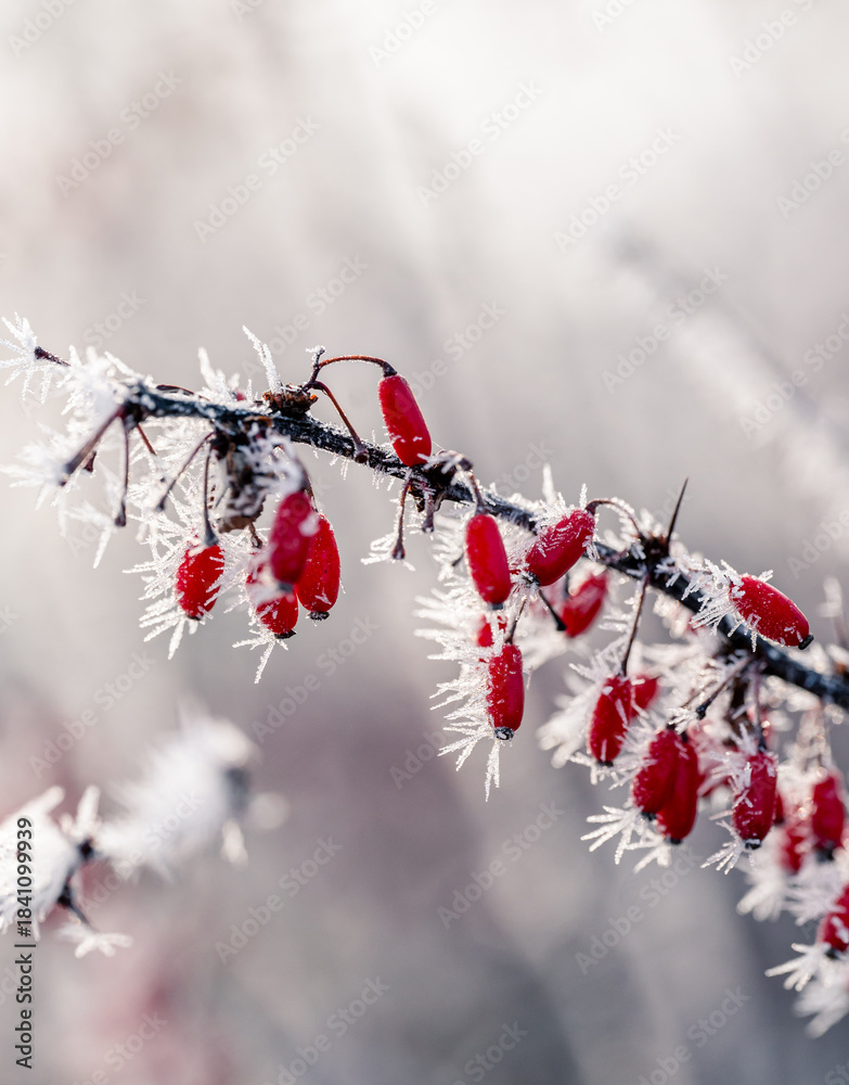 Obraz premium White hoar frost on branches and red berries of shrub on winter day.