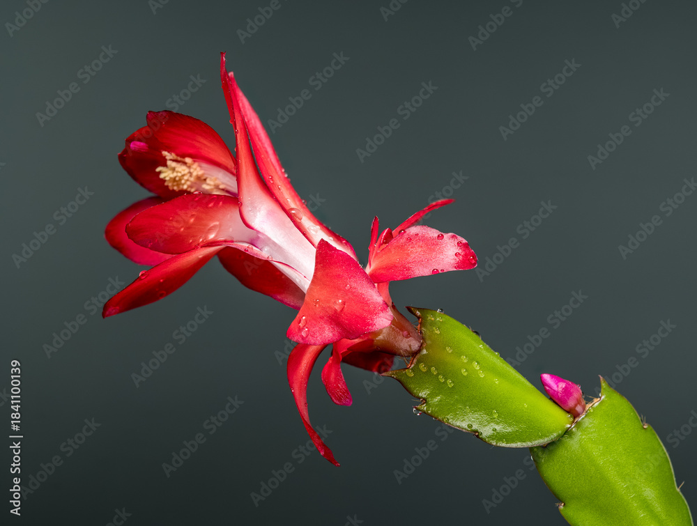 Naklejka premium Bright Red and White Christmas Cactus Flower Gray Backdrop