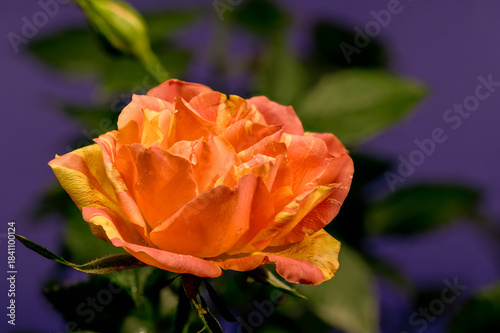 Dramatic Orange Striped Rose on a Rich Purple Background