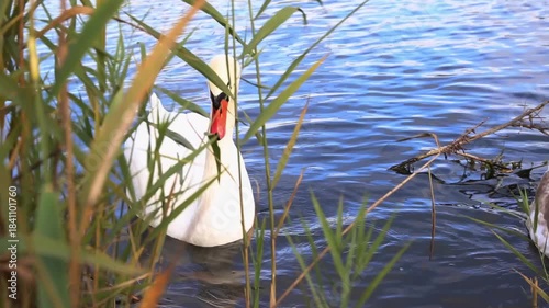 Adult white swan and juvenile cygnet gracefully swim on blue water surface. Reeds frame foreground, sunlight creates shimmering reflections. Serene natural habitat of waterfowl.