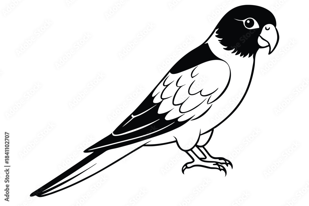 Obraz premium lorikeet silhouette line art vector illustration with a white background