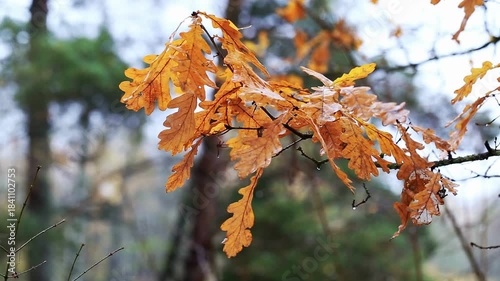 Detailed view of bright orange-brown oak leaves on a branch, adorned with water droplets. Blurred background reveals dense forest, creating a calm and natural autumn atmosphere