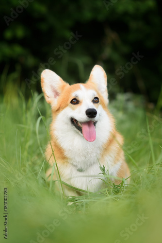 red dog corgi	