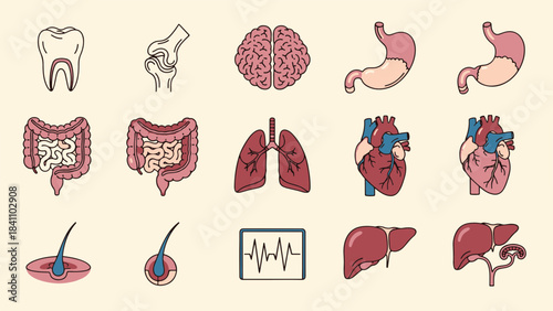 Medical Anatomy Illustration Set of Human Internal Organs Brain Heart Digestive and Respiratory System