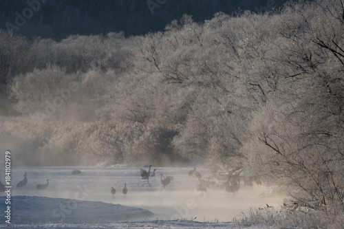 Winter scenery of Otowa Bridge in Tsurui Village, Hokkaido, Red-crowned cranes waking up in the morning / 北海道 鶴居村 音羽橋の冬景色 タンチョウ鶴の朝の目覚め  