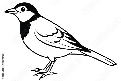 lark silhouette line art vector illustration with a white background