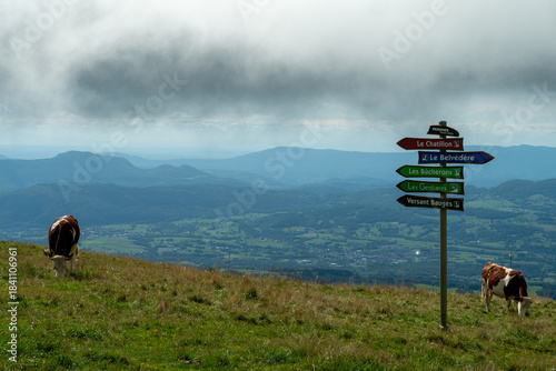 Cows graze on the Semnoz mountain, near Annecy, Alps, France