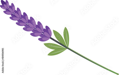 Single purple lavender flower stem with green leaves on white background