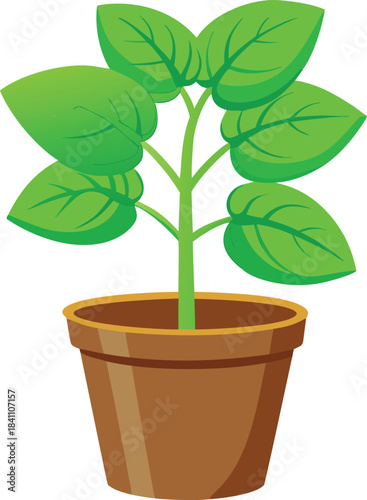 Green basil plant growing in a terracotta pot isolated on white background