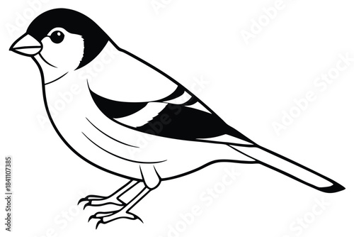 goldfinch silhouette line art vector illustration with a white background