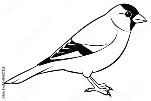 goldfinch silhouette line art vector illustration with a white background