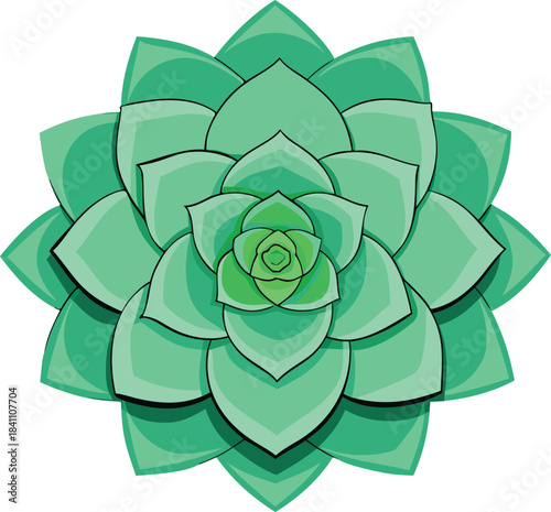 Geometric green succulent plant with layered petals