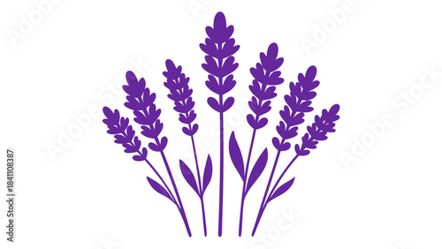 bunch of lavender flowers