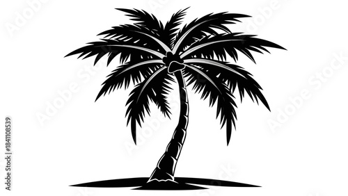 silhouette of palm tree
