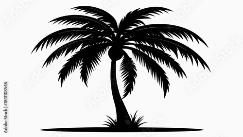 silhouette of palm tree