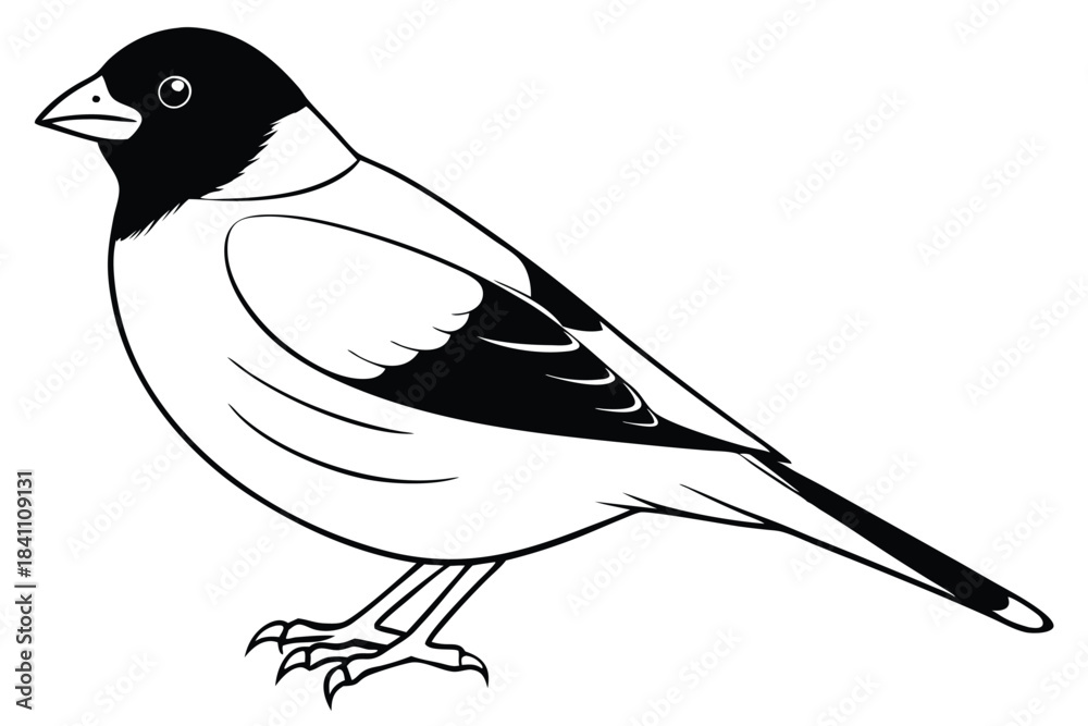 Obraz premium finch silhouette line art vector illustration with a white background